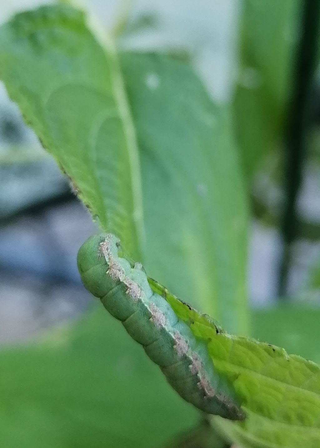 Richiesta identificazione bruco